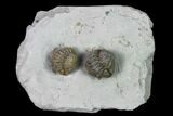Two Enrolled Flexicalymene Trilobites - Cincinnati, Ohio #135531-2